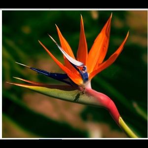 Meet your Posher, Janet